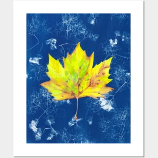 Yellow watercolour autumn leaf on a blue cyanotype background Posters and Art